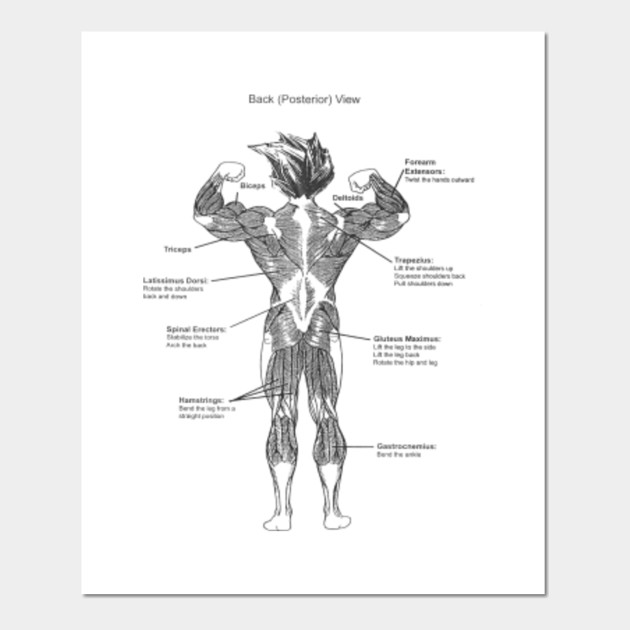 Muscles Diagram Back - Diagram Media